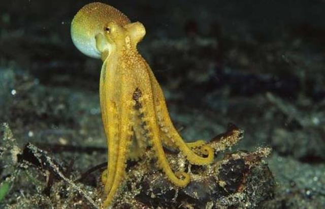 为什么越来越多的科学家认为章鱼可能不是地球的生物？-第3张图片-太平洋在线下载