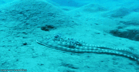 为什么越来越多的科学家认为章鱼可能不是地球的生物？-第17张图片-太平洋在线下载