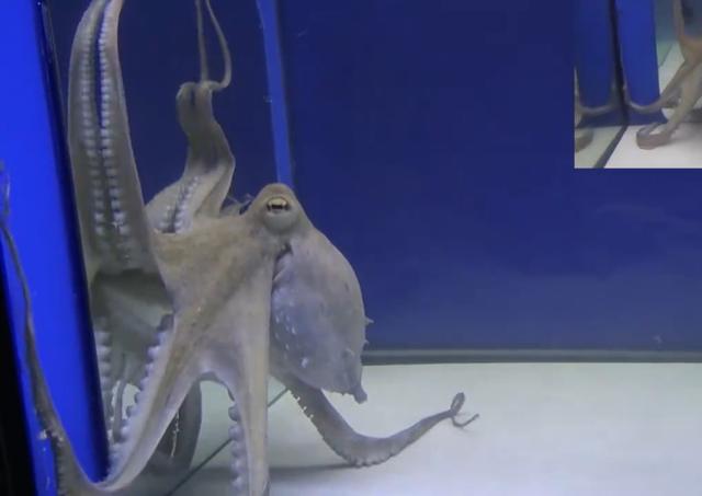 为什么越来越多的科学家认为章鱼可能不是地球的生物？-第18张图片-太平洋在线下载