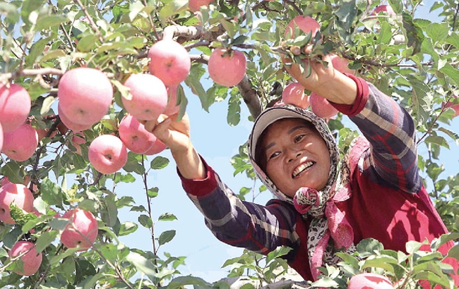 泾川苹果丰收了吗最近新闻苹果丰收农民乐新华社图片新闻-第2张图片-太平洋在线下载