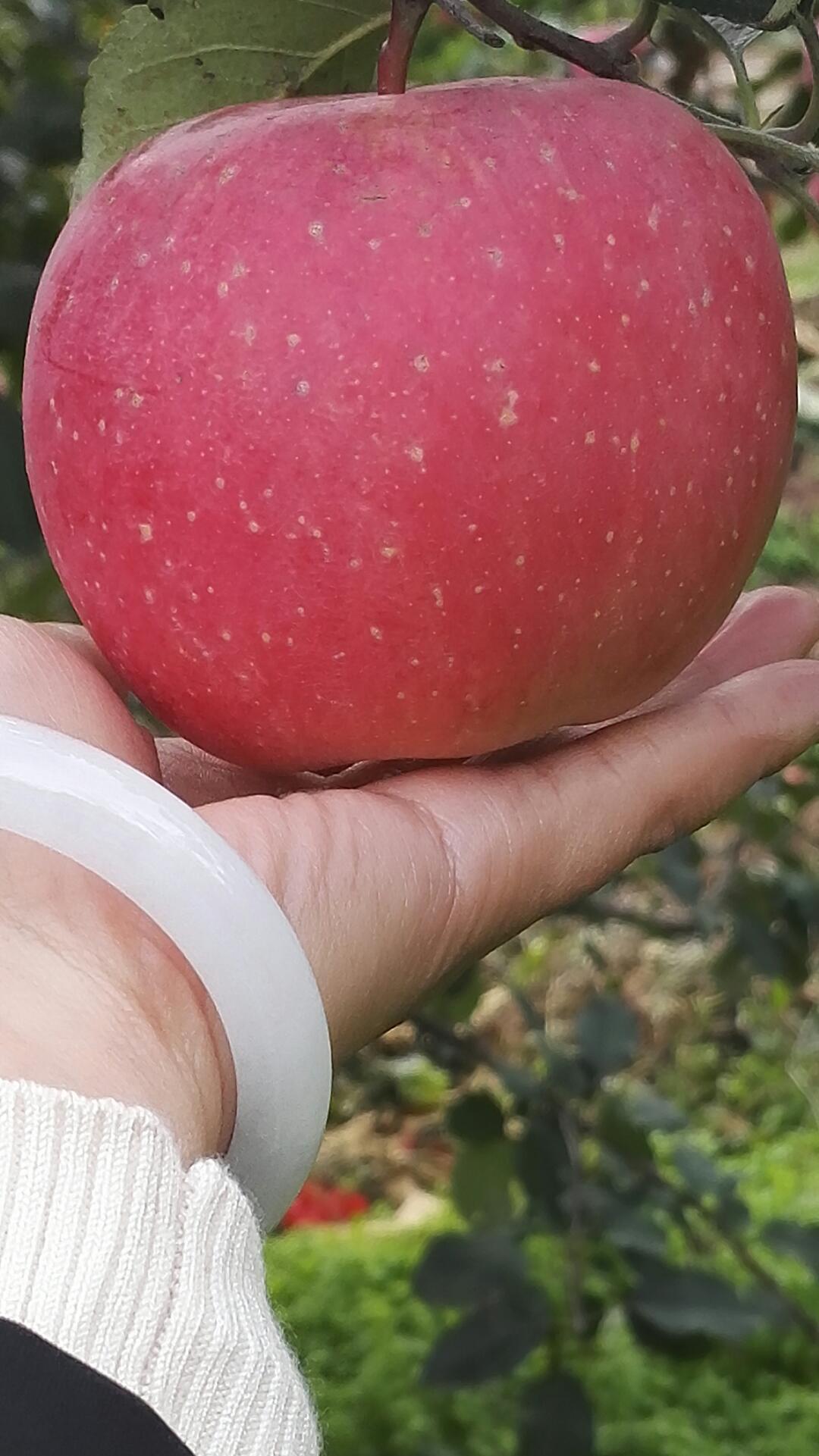 小苹果现实版小苹果软件网站