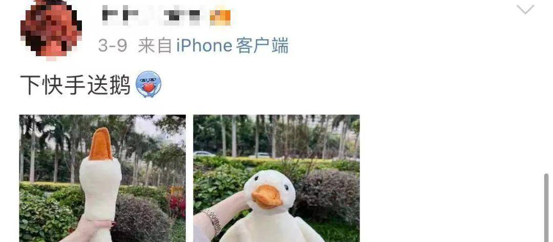 农村信用社app下载手机银行:最近上海街头怎么那么多“鹅“？回头率相当高！但重要提醒：有人已上当→