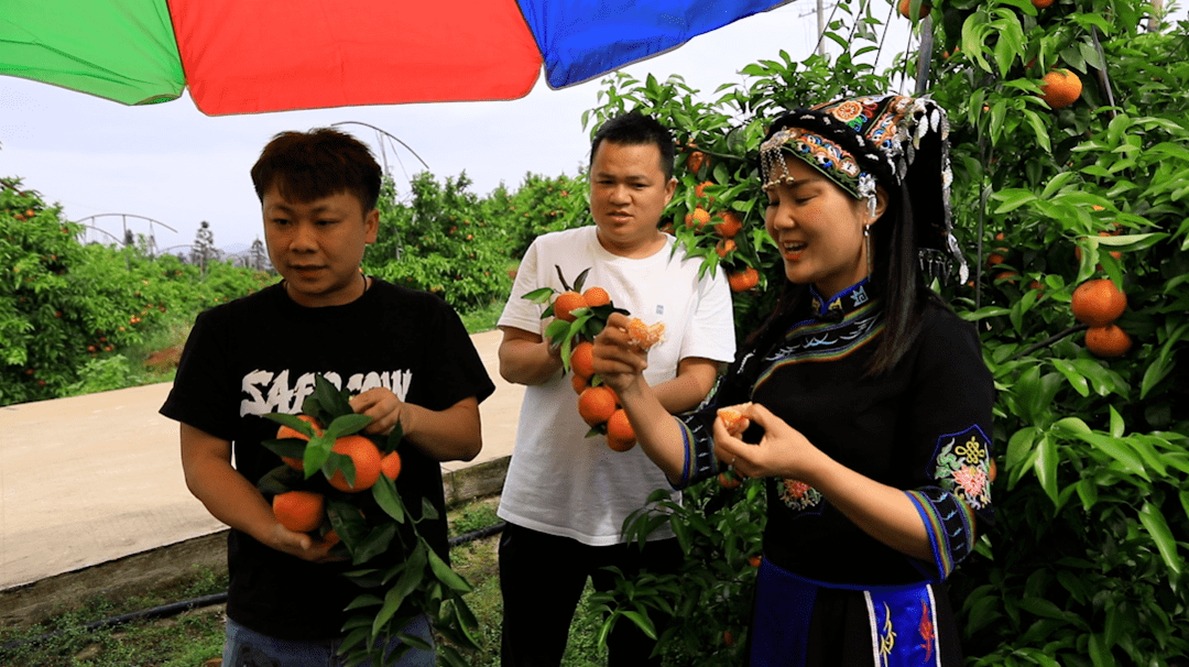 水果手机:江永宋春姣：新农人逐梦果园 绘就“家门口共富圈”
